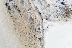 Why You Should Choose Our Mold Remediation Services in Covington, VA